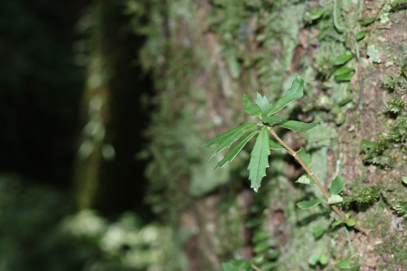 Lysionotus pauciflorus var. pauciflorus photo 2