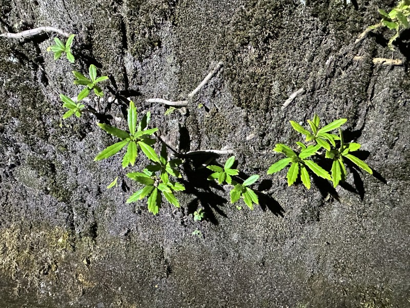 Lysionotus pauciflorus var. pauciflorus photo 3