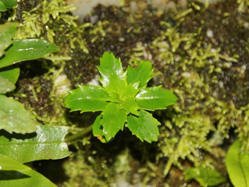 Lysionotus pauciflorus var. pauciflorus photo 4