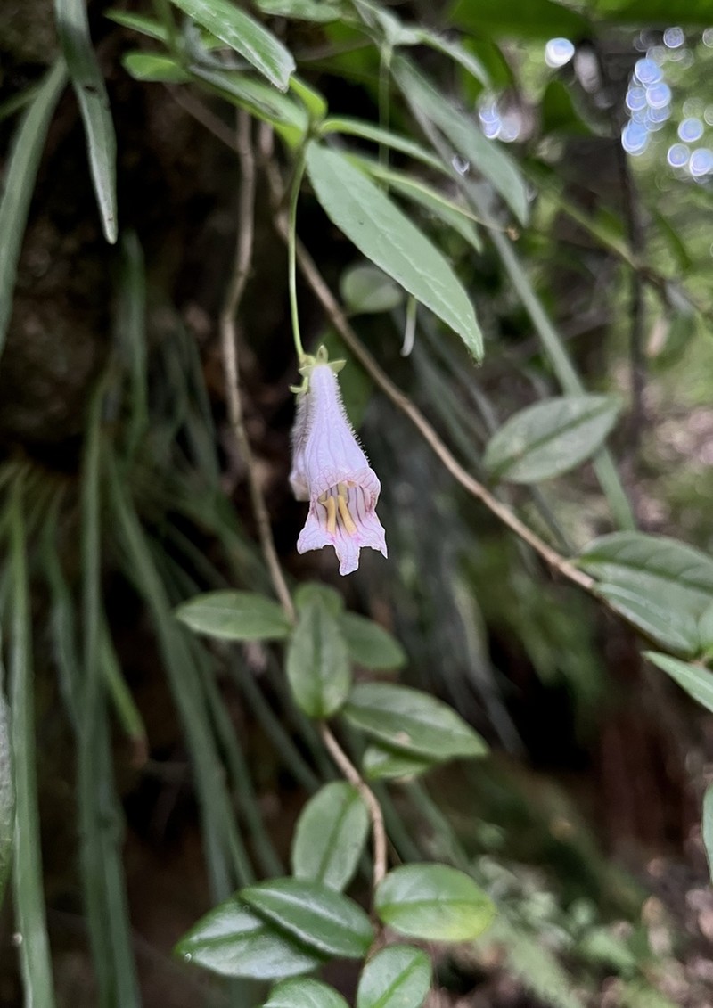 Lysionotus pubescens