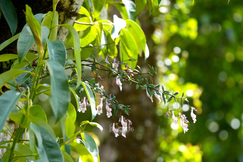 Lysionotus pubescens photo 2