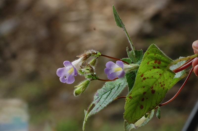 Lysionotus pubescens photo 4