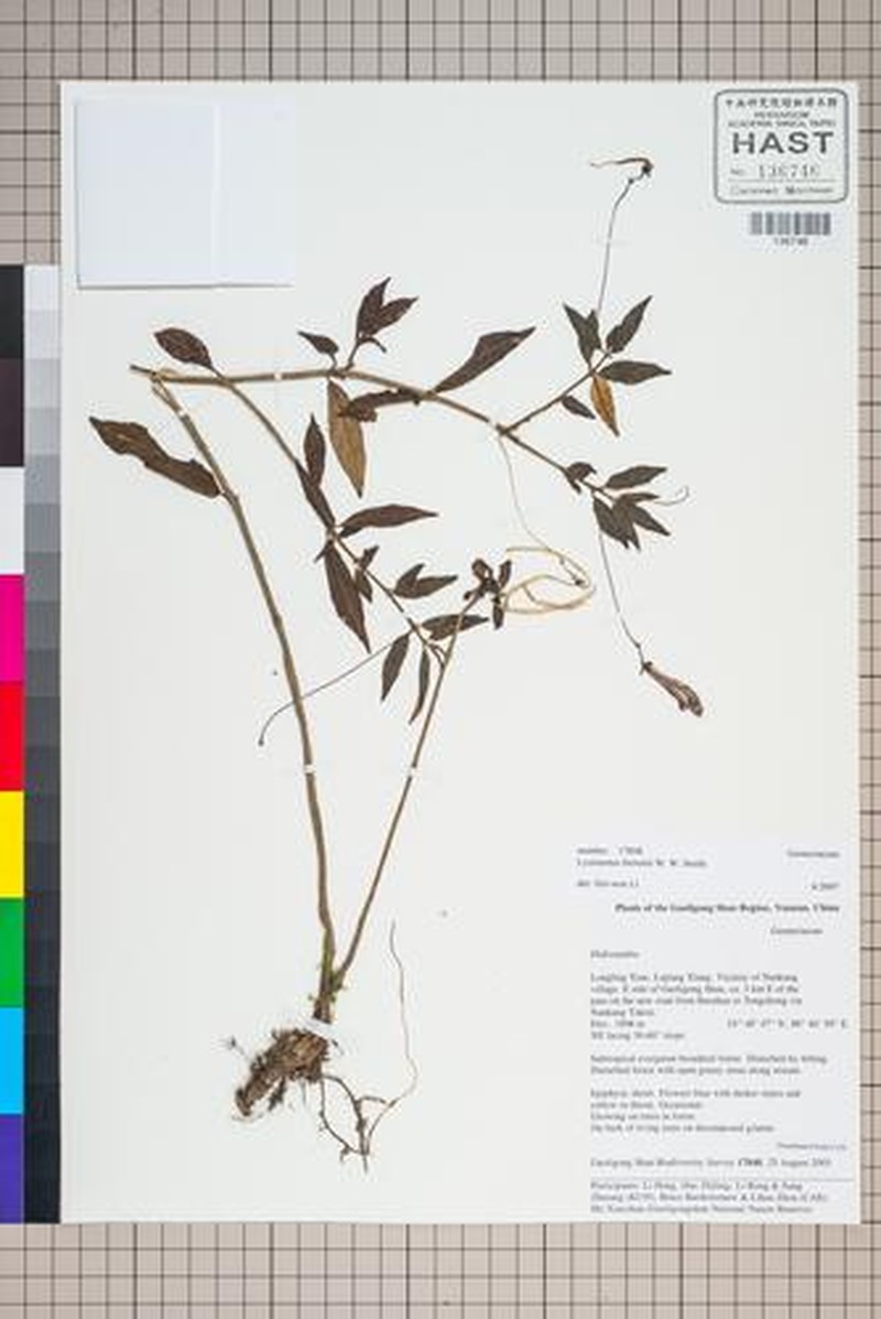 Lysionotus pubescens photo 5