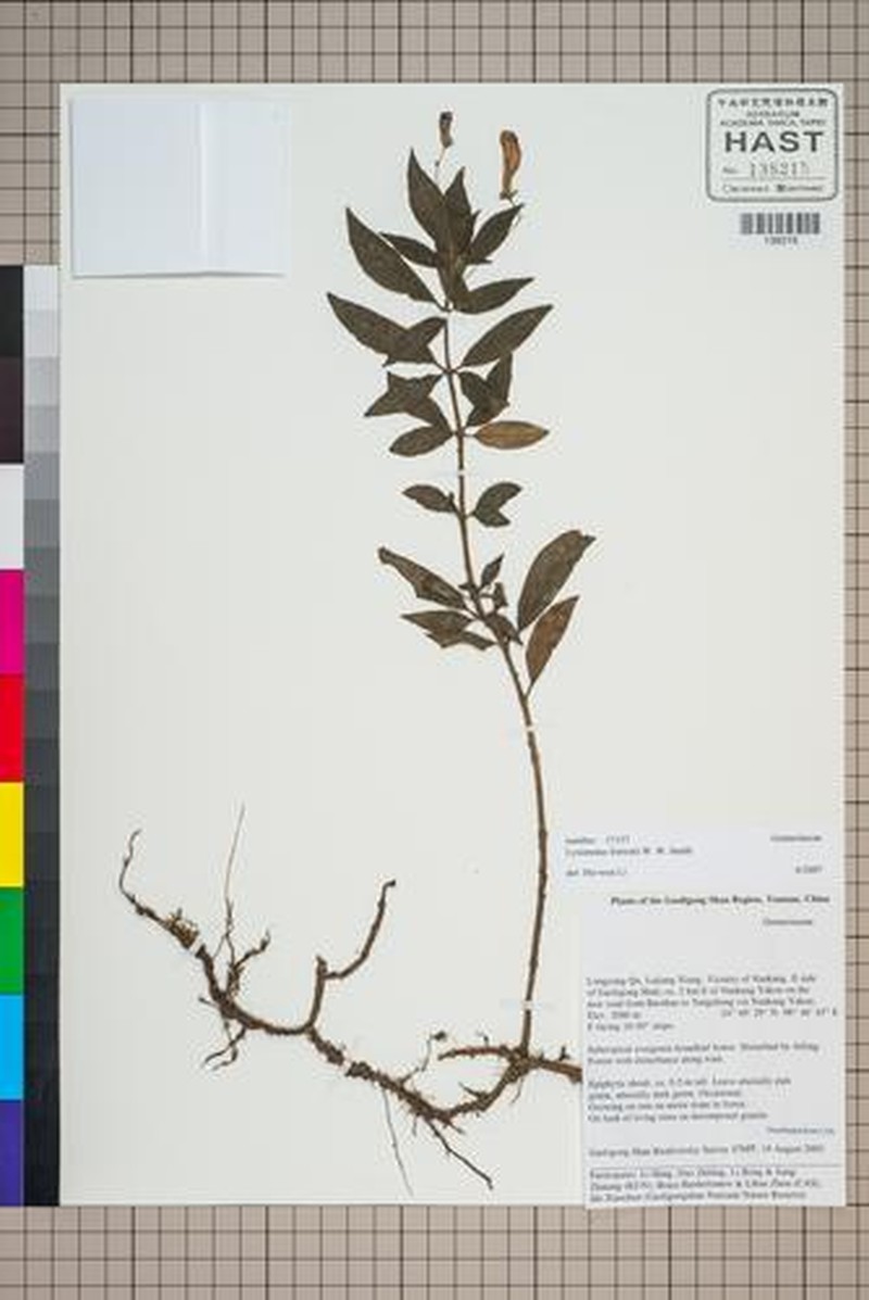 Lysionotus pubescens photo 6