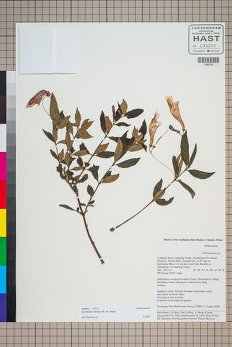 Lysionotus pubescens photo 7
