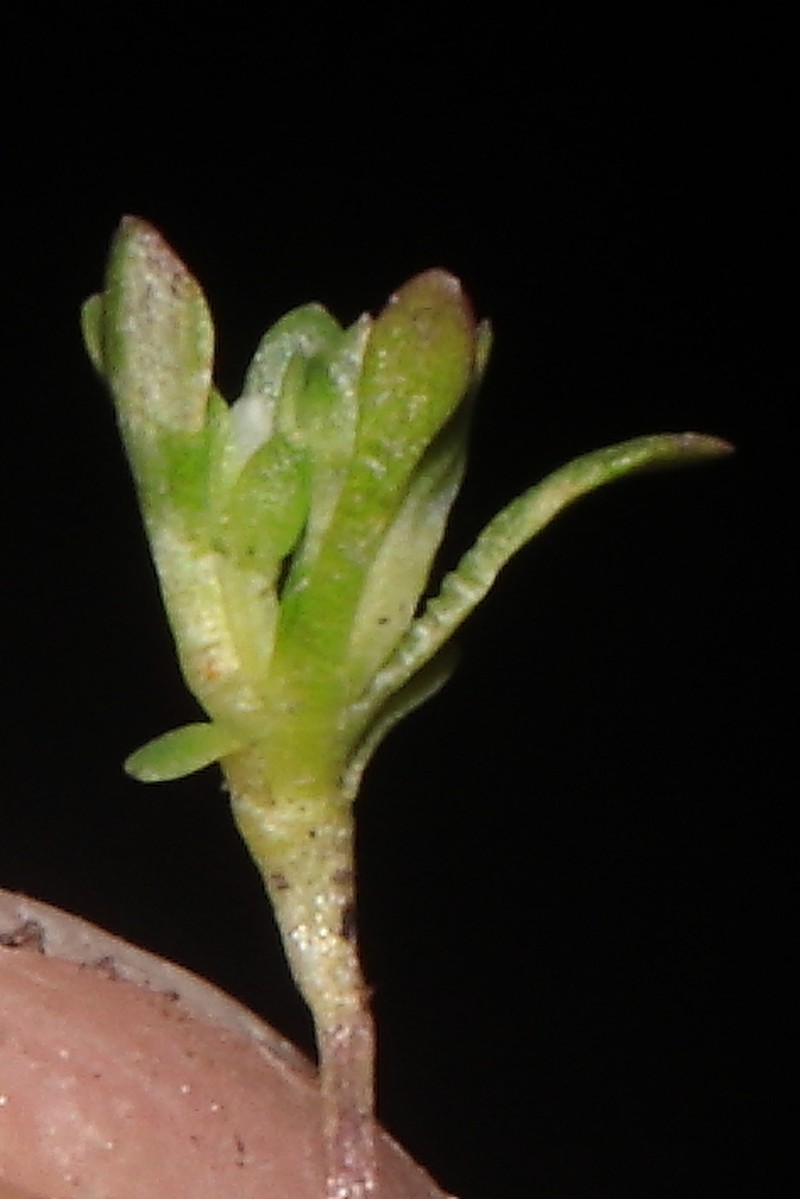 Lysipomia mitsyae