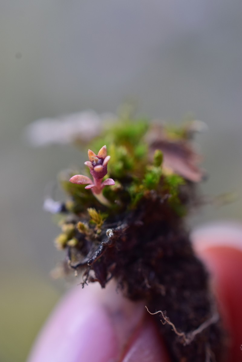 Lysipomia mitsyae photo 3