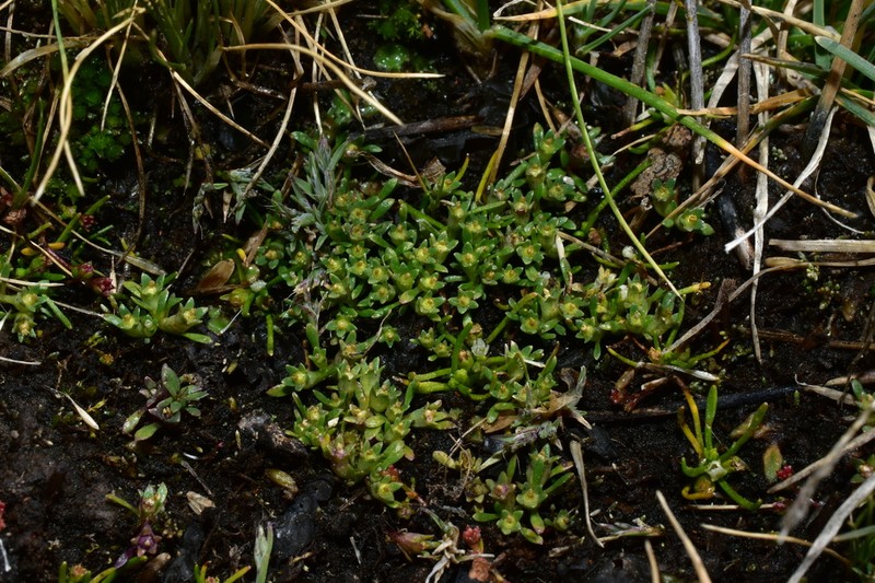 Lysipomia mitsyae photo 7