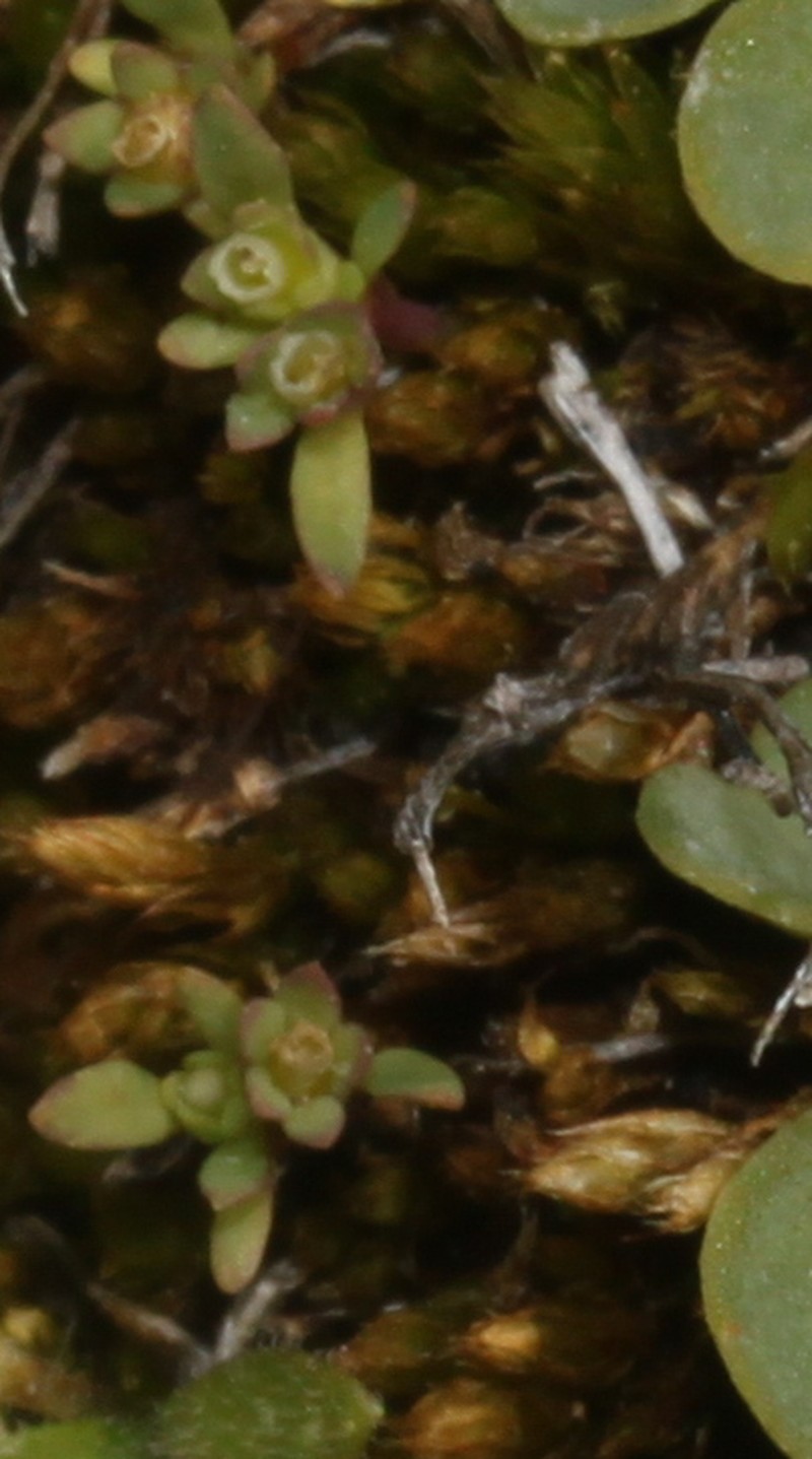 Lysipomia mitsyae photo 8