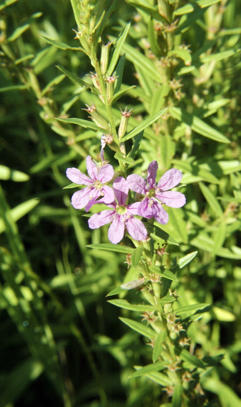Winged Lythrum