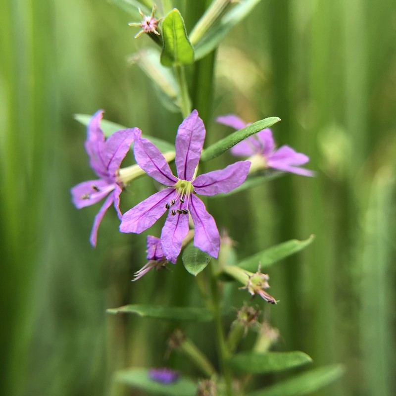 Winged Lythrum photo 2
