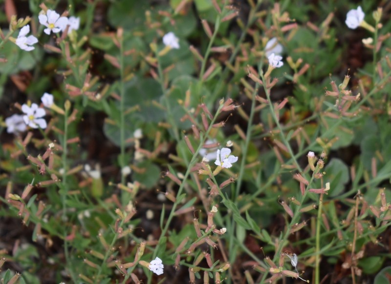 Winged Lythrum photo 3
