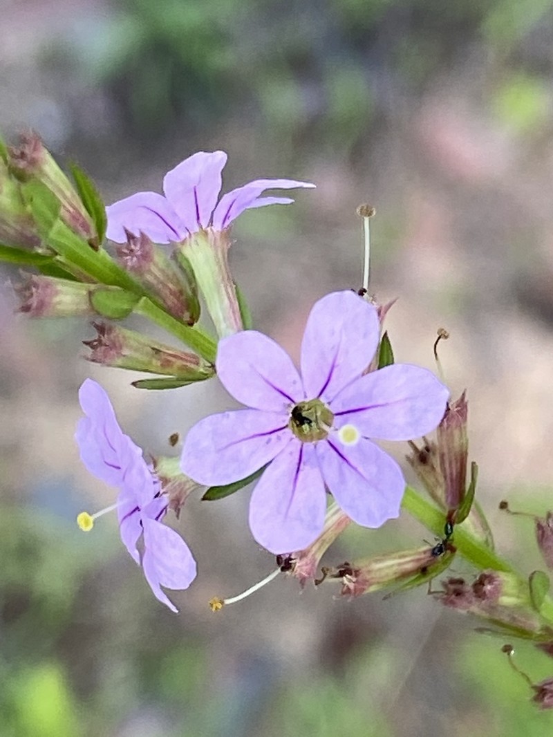 Winged Lythrum photo 4