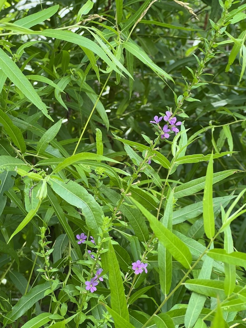 Winged Lythrum photo 5
