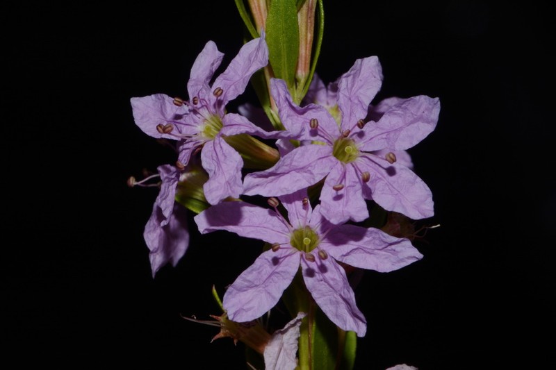 Winged Lythrum photo 6