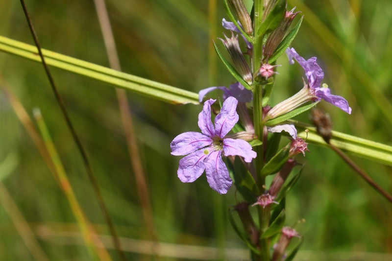 Winged Lythrum photo 7