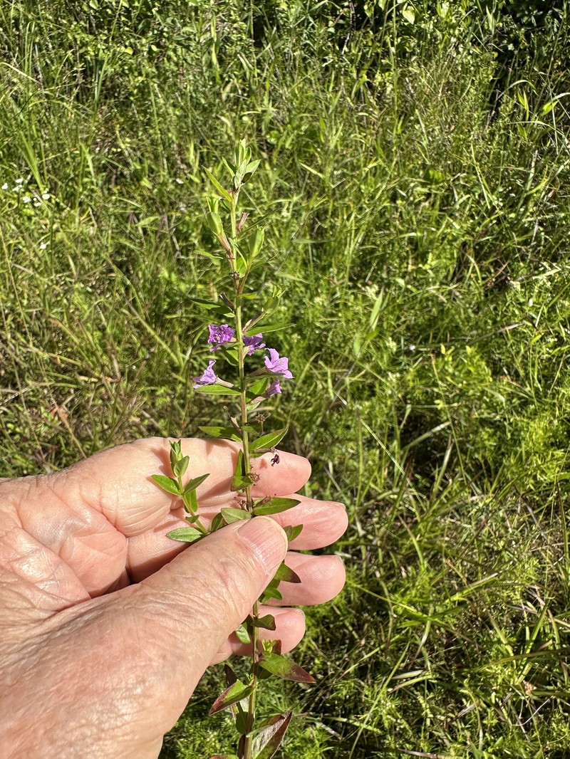 Lythrum alatum var. alatum
