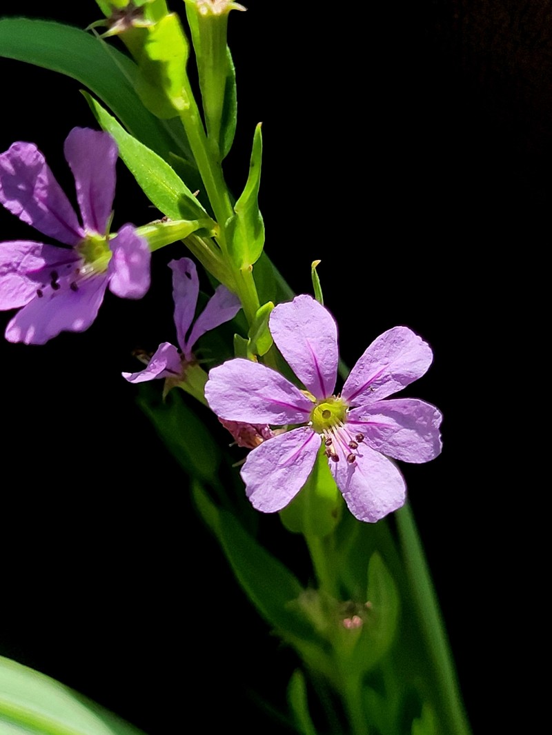Lythrum alatum var. alatum photo 2