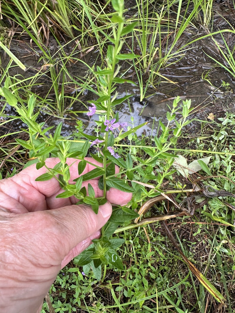 Lythrum alatum var. alatum photo 3