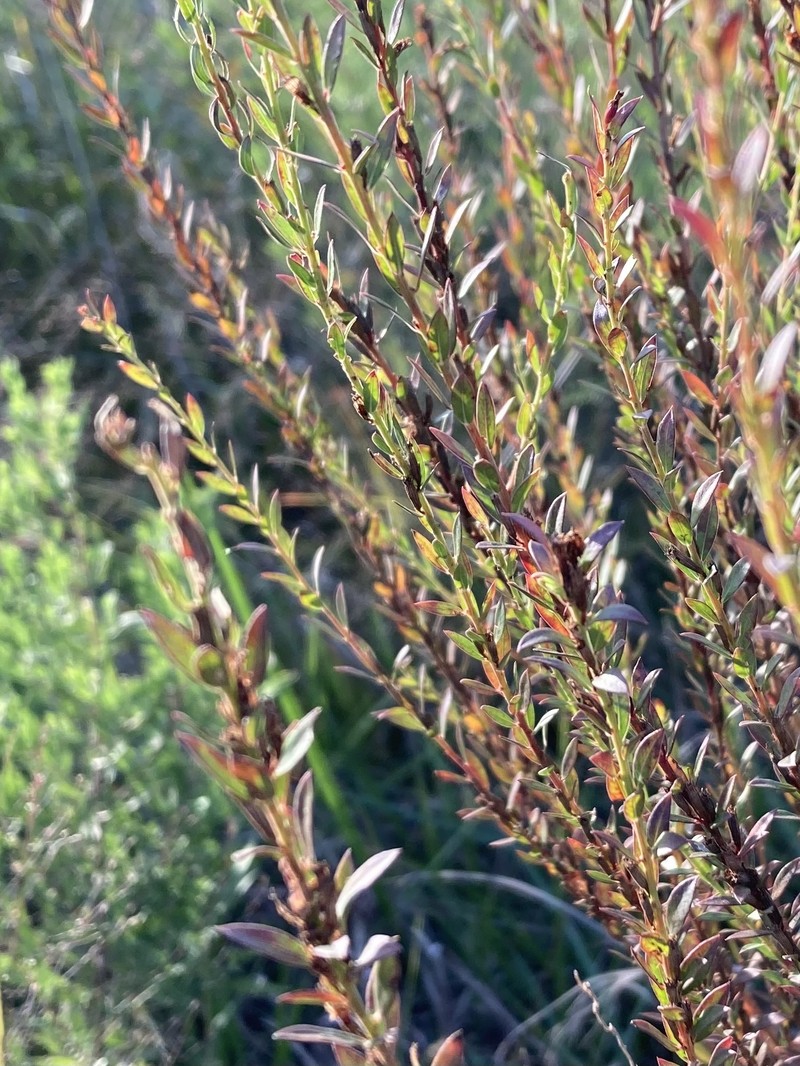 Lythrum alatum var. alatum photo 4