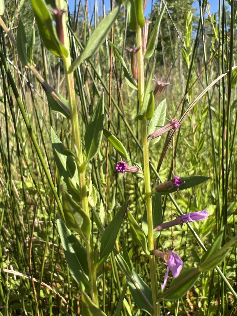Lythrum alatum var. alatum photo 5
