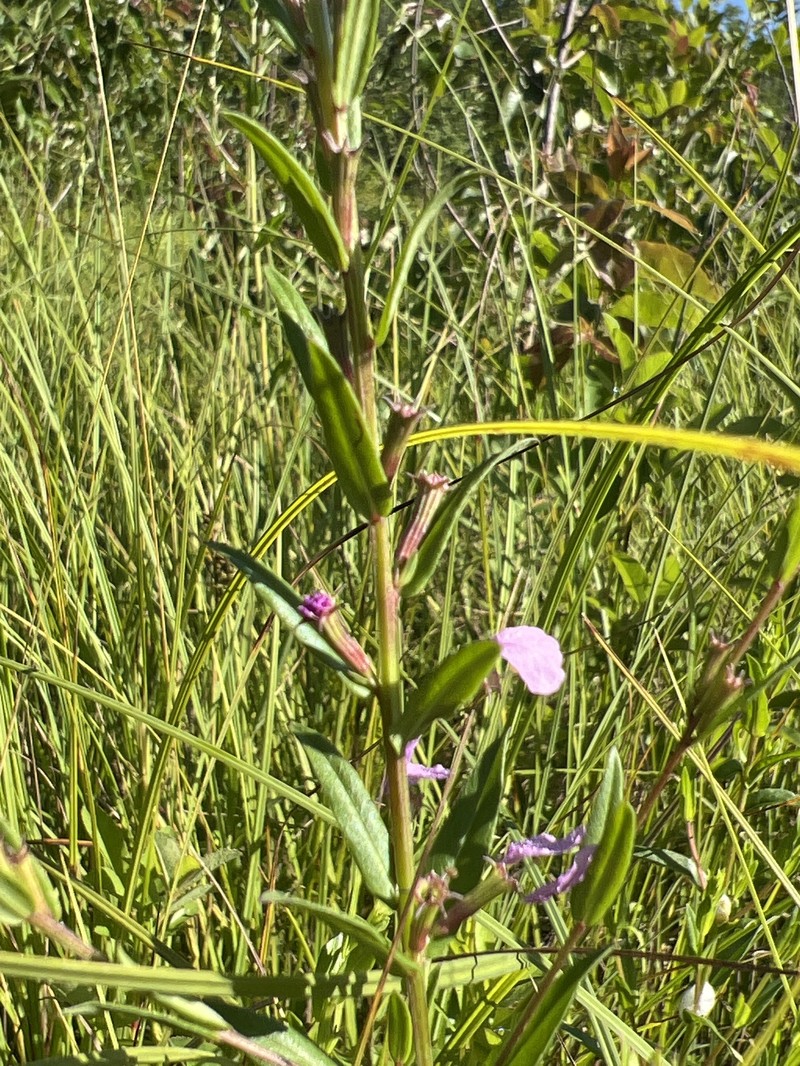 Lythrum alatum var. alatum photo 6