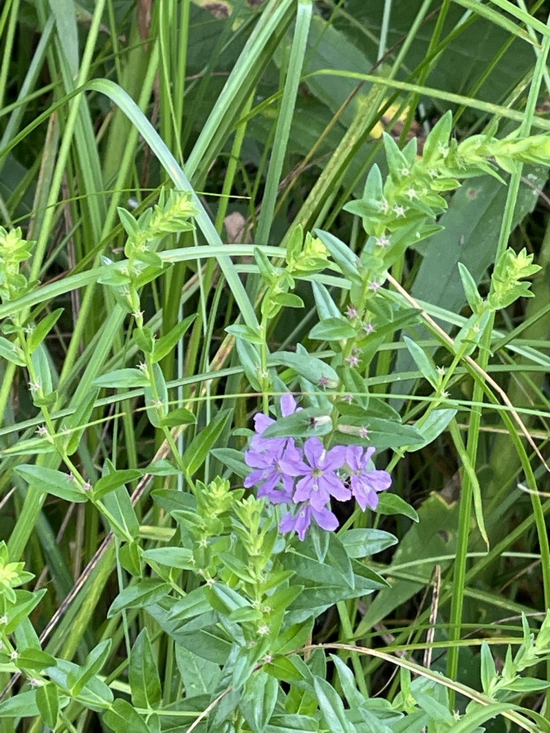Lythrum alatum var. alatum photo 7