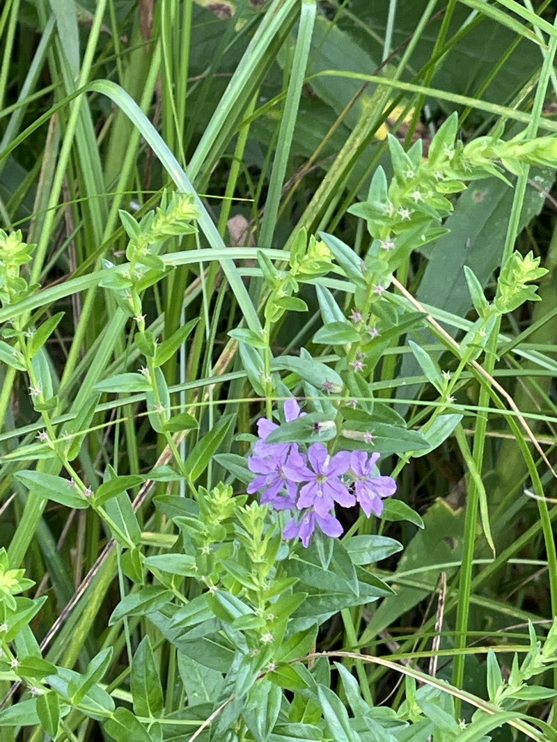 Lythrum alatum var. alatum photo 8