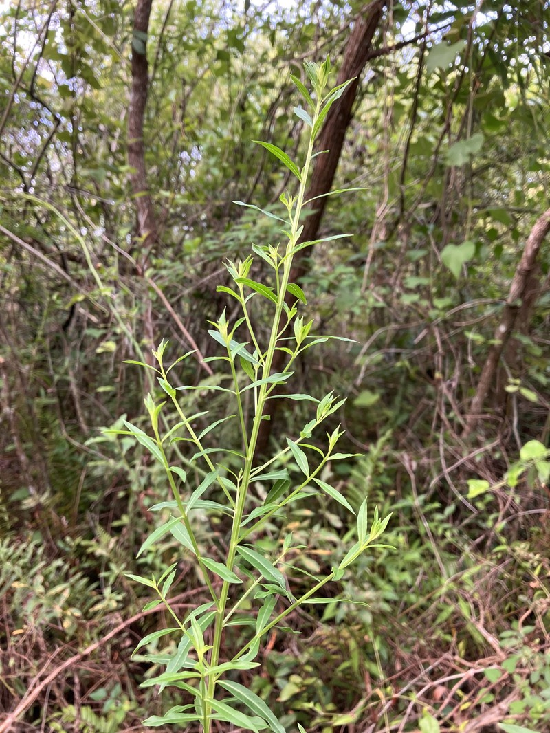 Lythrum alatum var. lanceolatum
