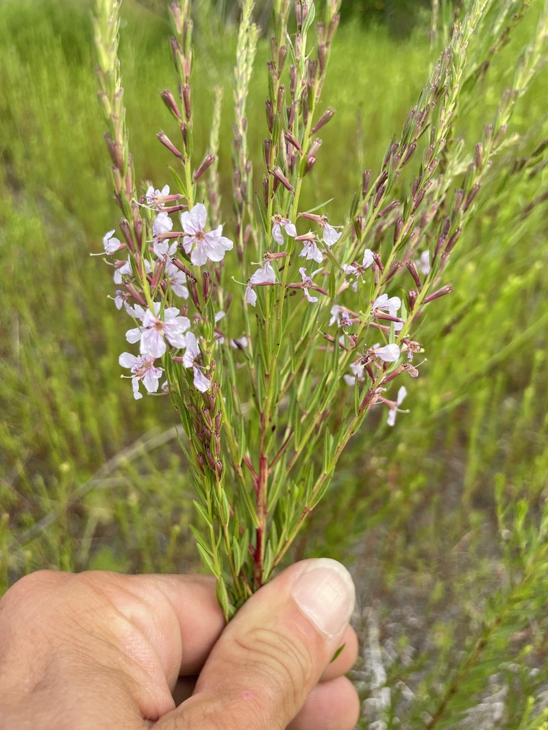 Lythrum alatum var. lanceolatum photo 2