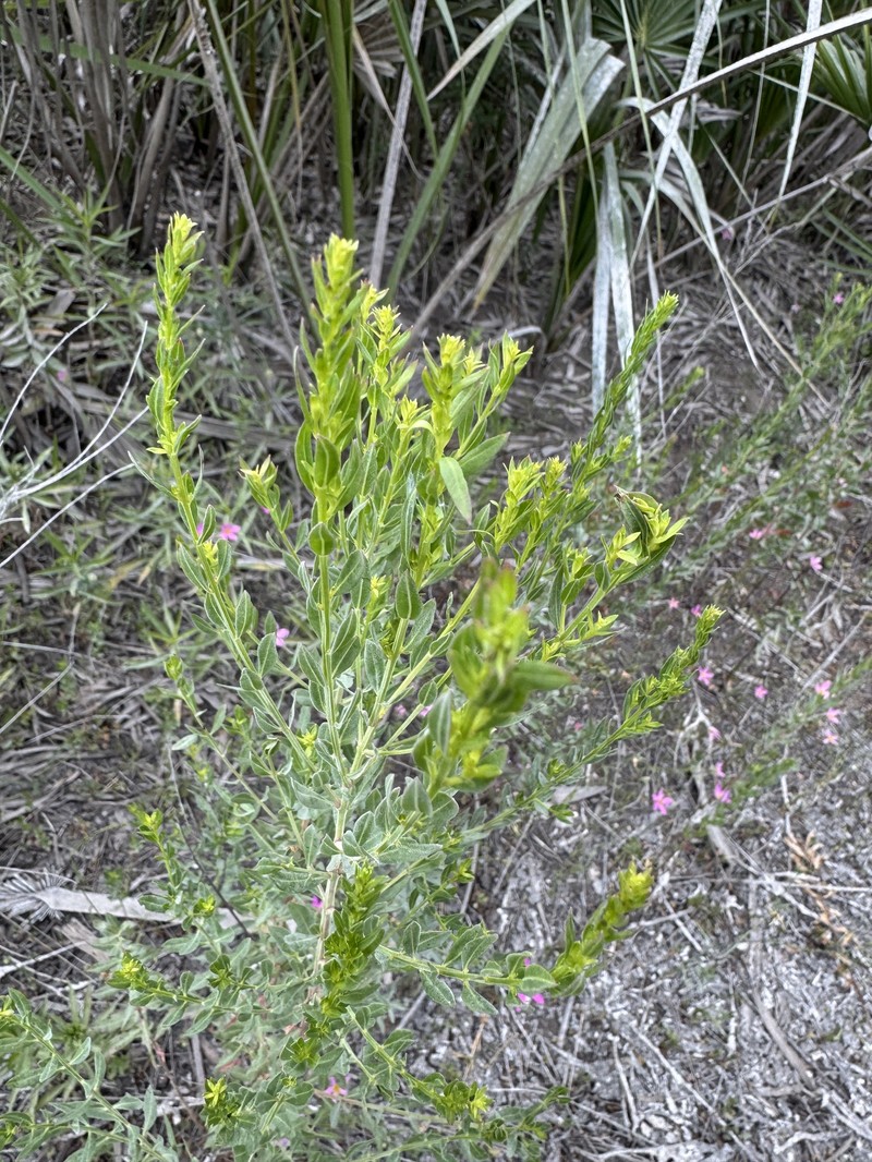 Lythrum alatum var. lanceolatum photo 3