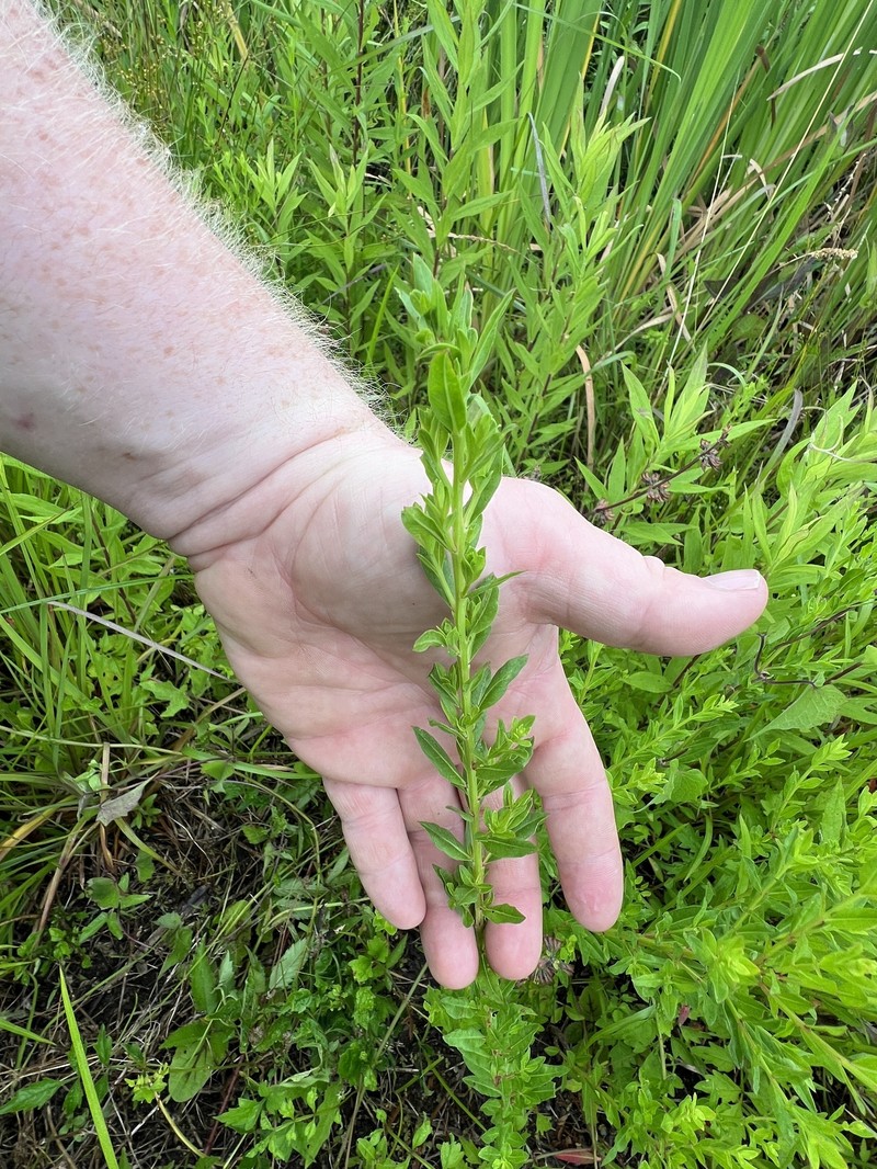 Lythrum alatum var. lanceolatum photo 4