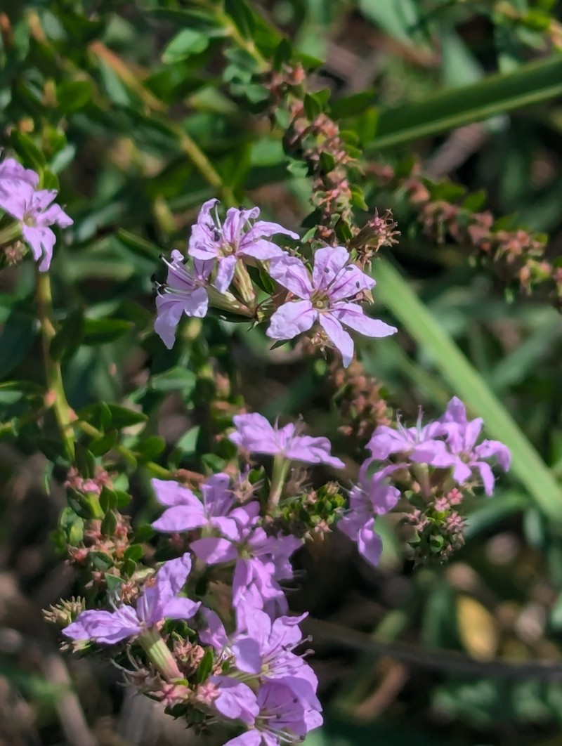 Lythrum alatum var. lanceolatum photo 5