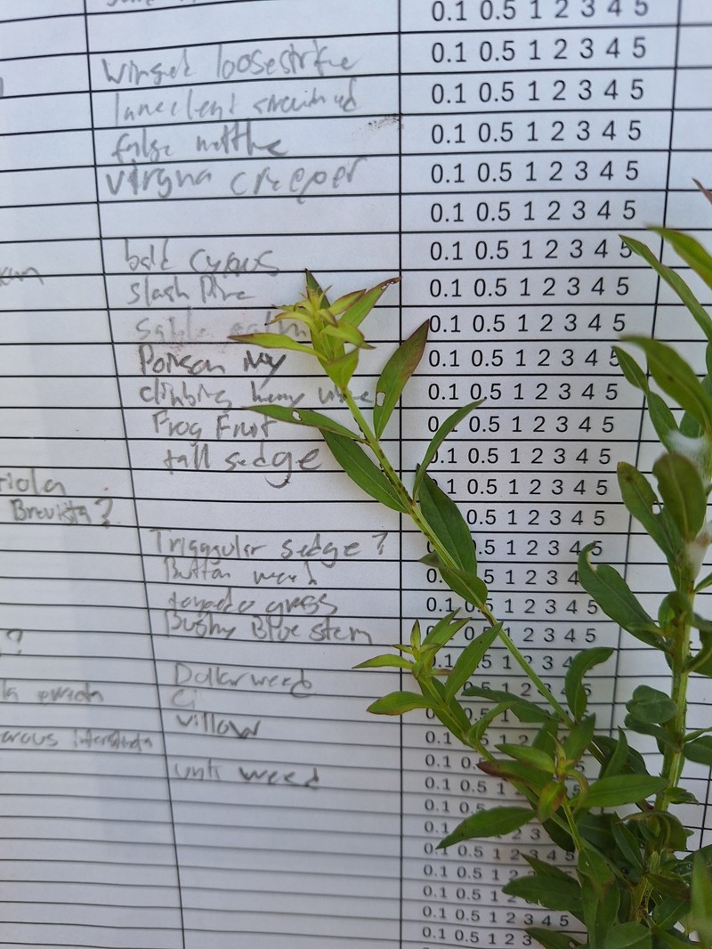 Lythrum alatum var. lanceolatum photo 6