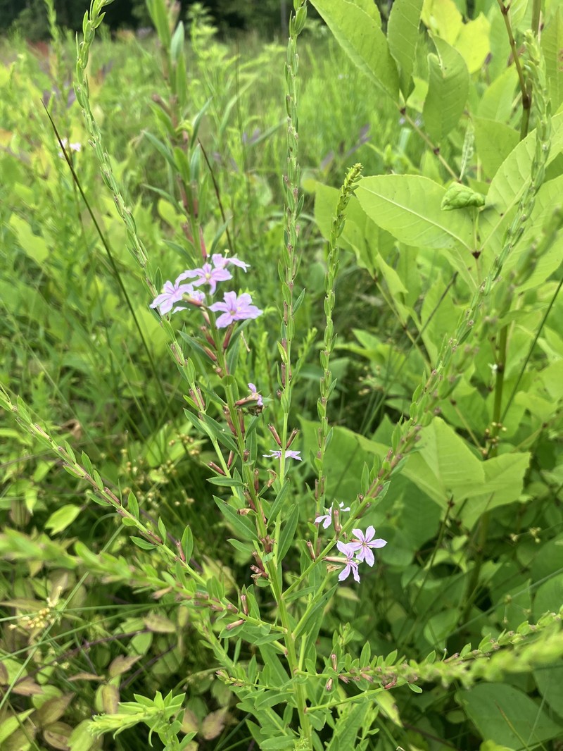Lythrum alatum var. lanceolatum photo 7