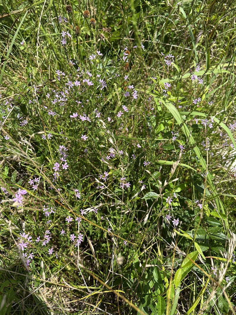 Lythrum alatum var. lanceolatum photo 8