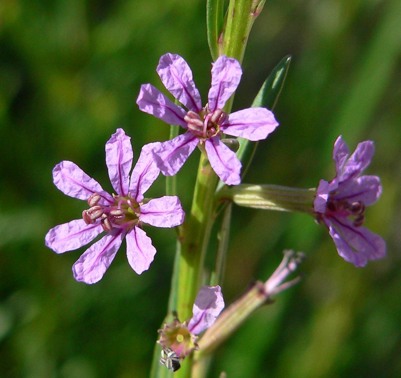 California Loosestrife