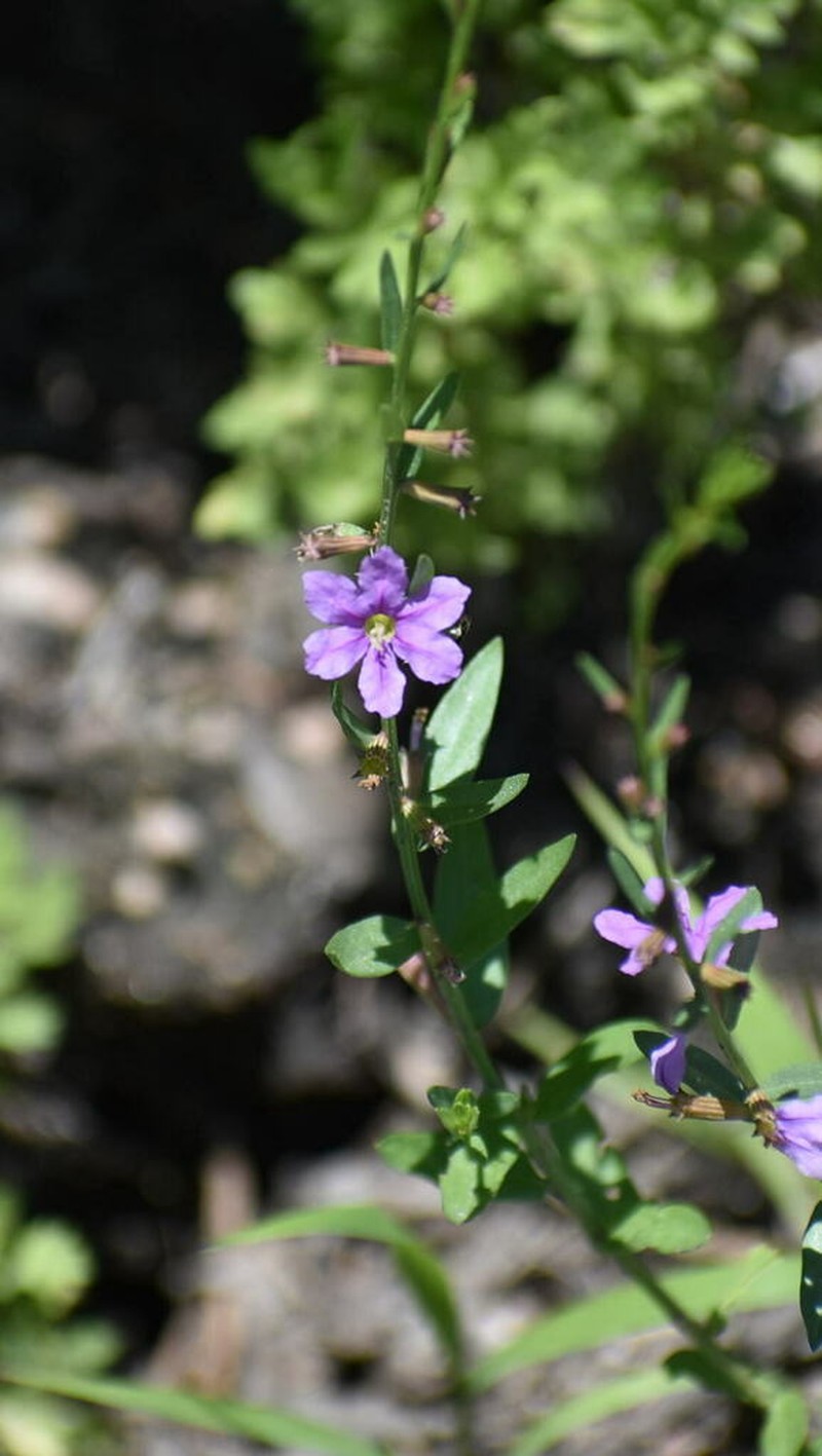 California Loosestrife photo 2