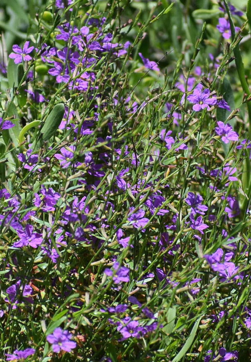 California Loosestrife photo 3