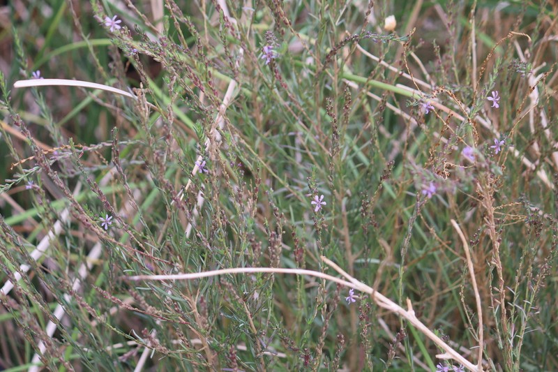 California Loosestrife photo 4