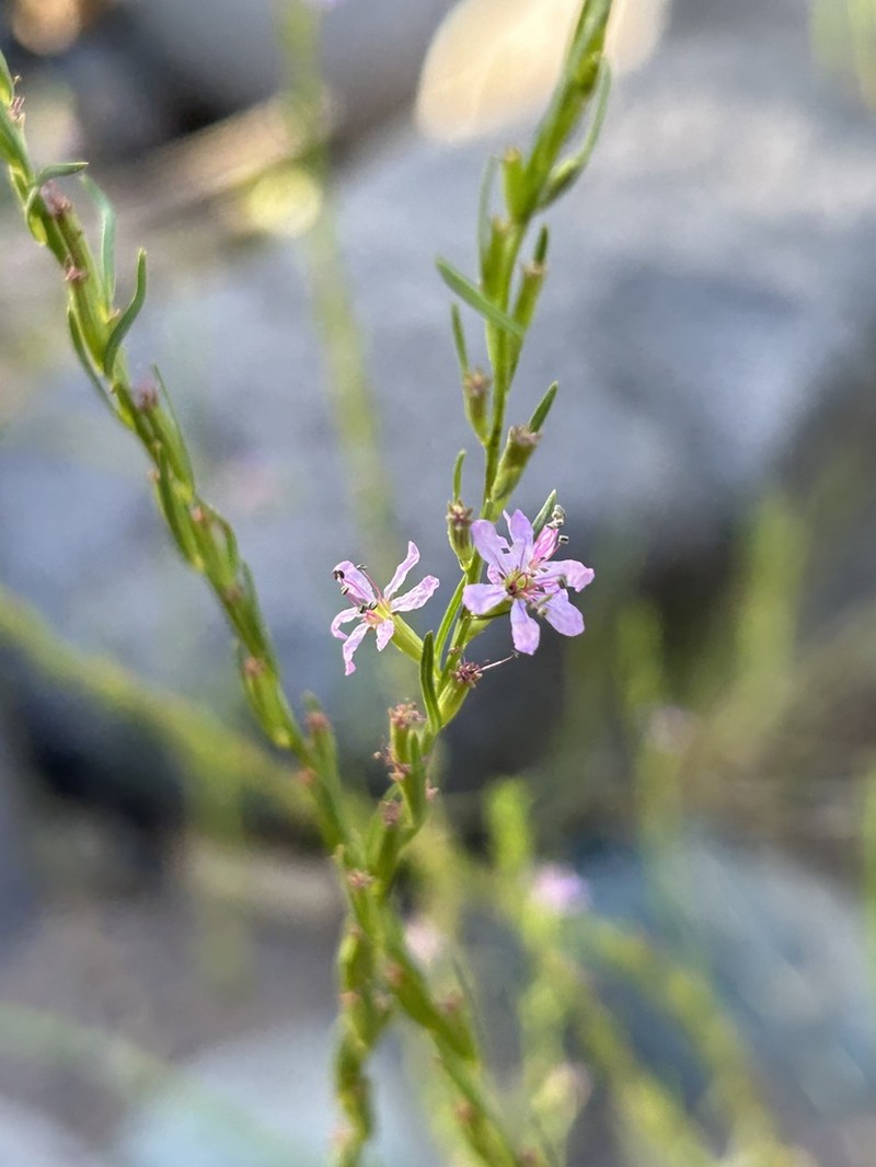 California Loosestrife photo 6