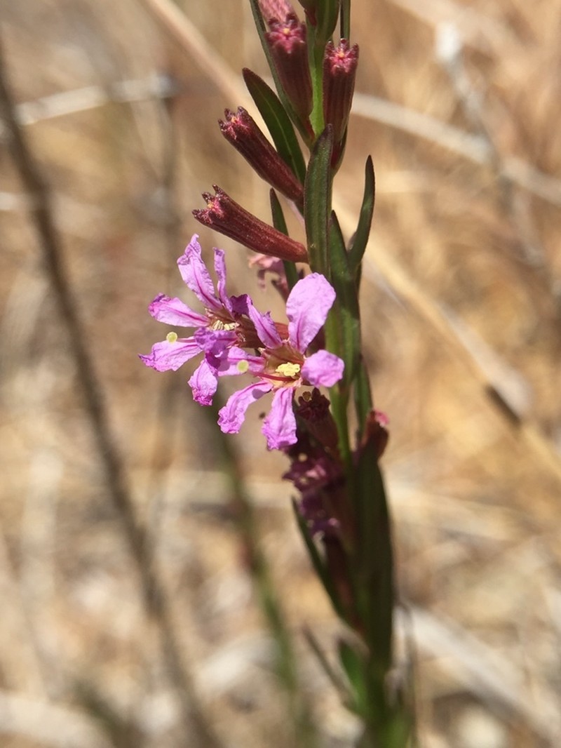 California Loosestrife photo 7