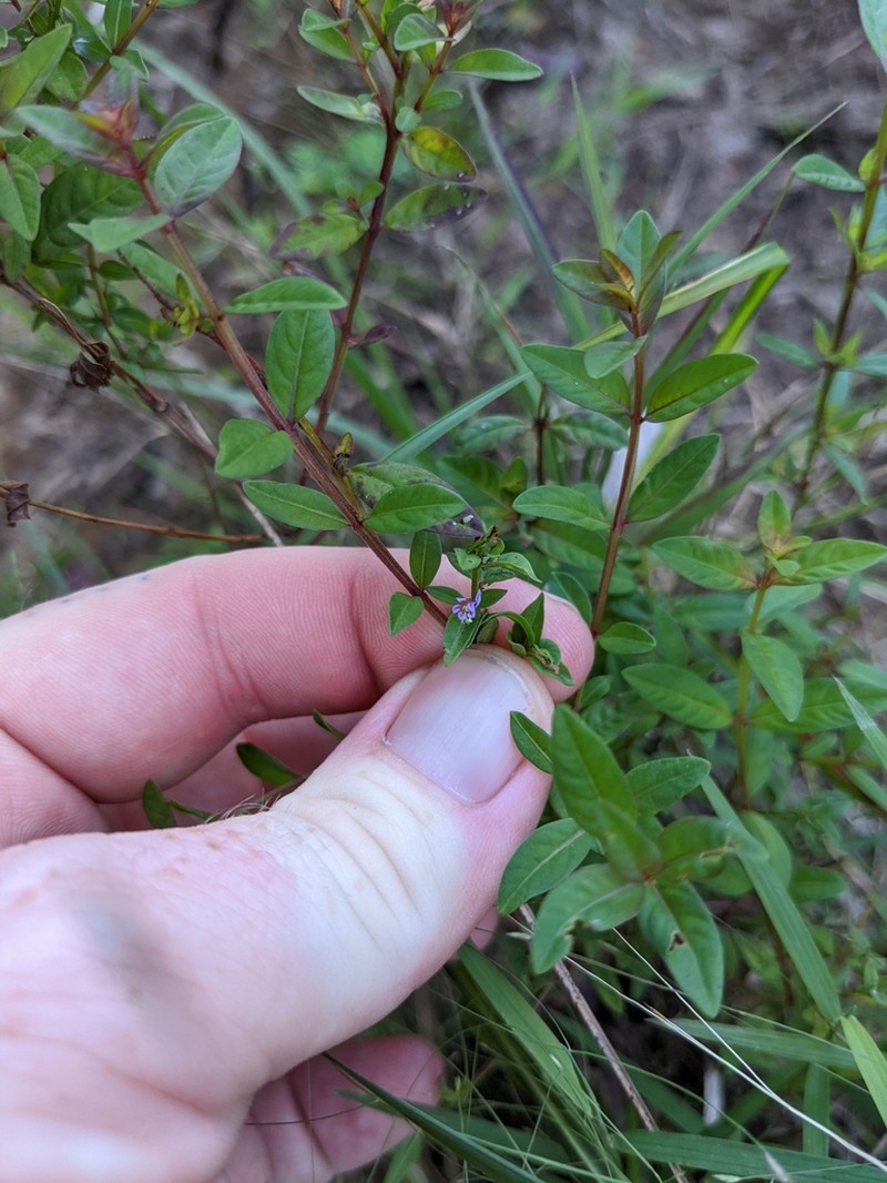 Curtiss' Loosestrife