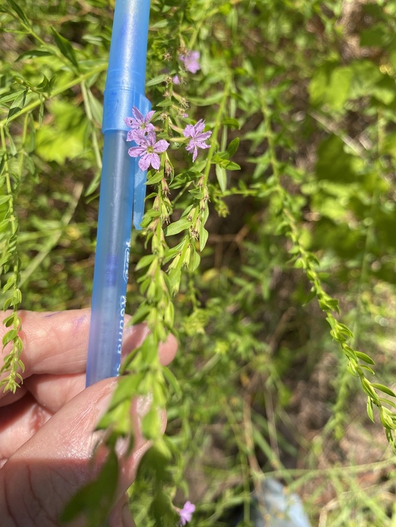 Curtiss' Loosestrife photo 3