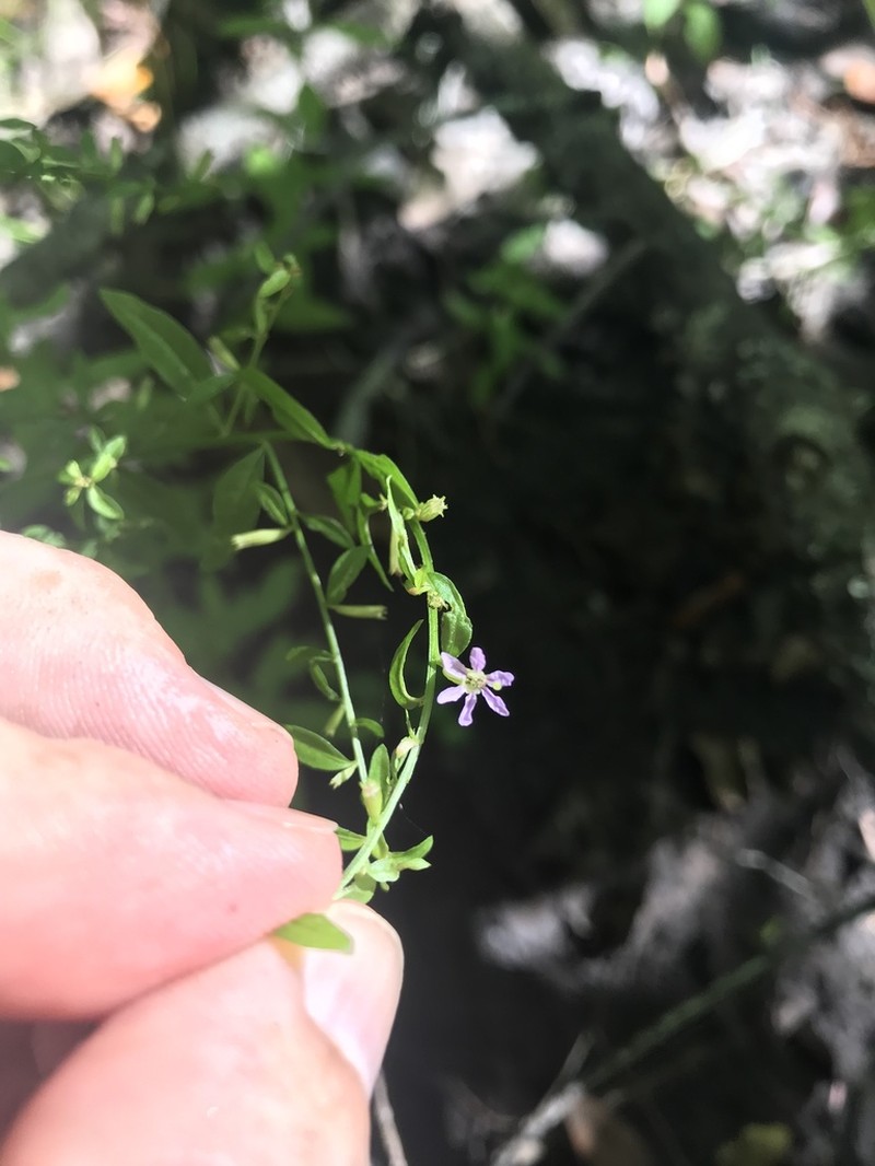 Curtiss' Loosestrife photo 5