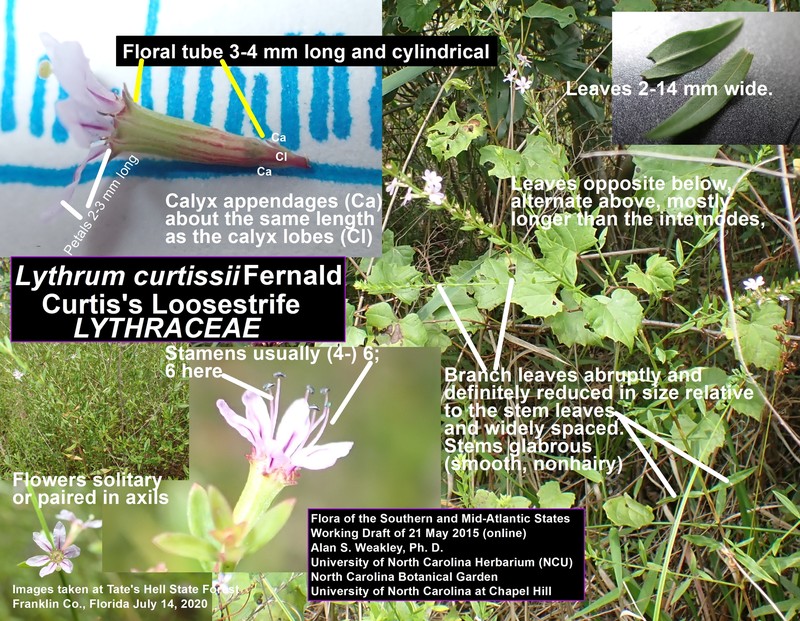Curtiss' Loosestrife photo 7