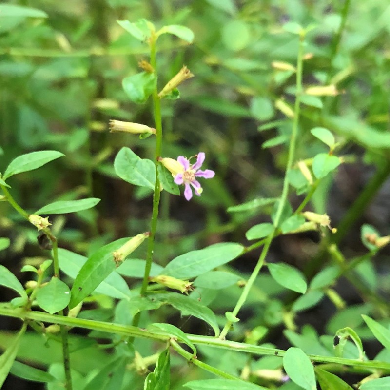 Curtiss' Loosestrife photo 8