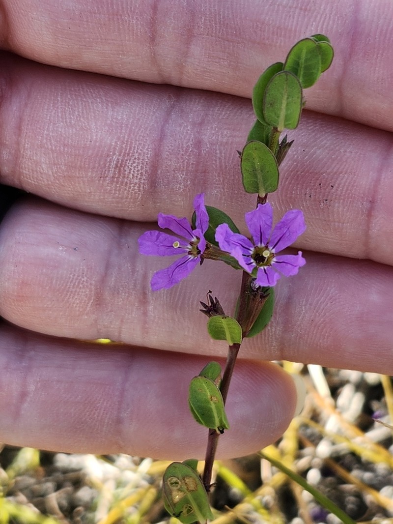Florida Loosestrife