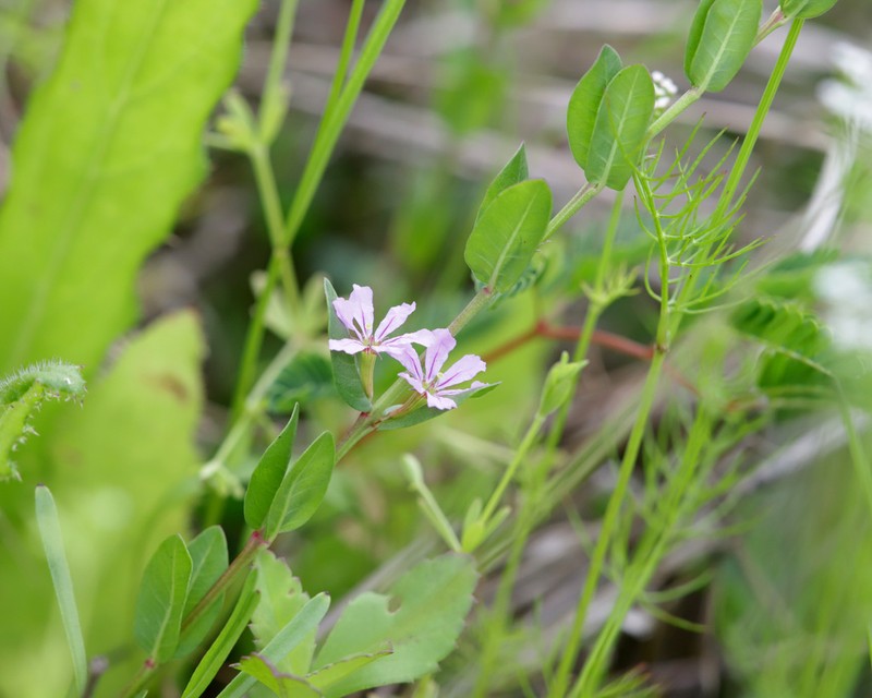 Florida Loosestrife photo 2