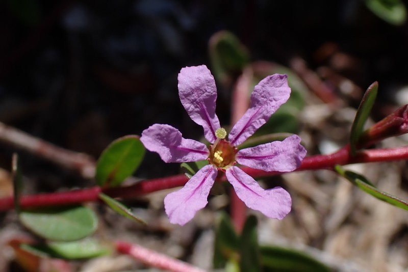 Florida Loosestrife photo 3